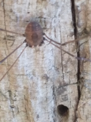 Leiobunum politum