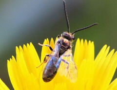 Lasioglossum zephyrus