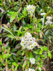 Anaphalioides trinervis