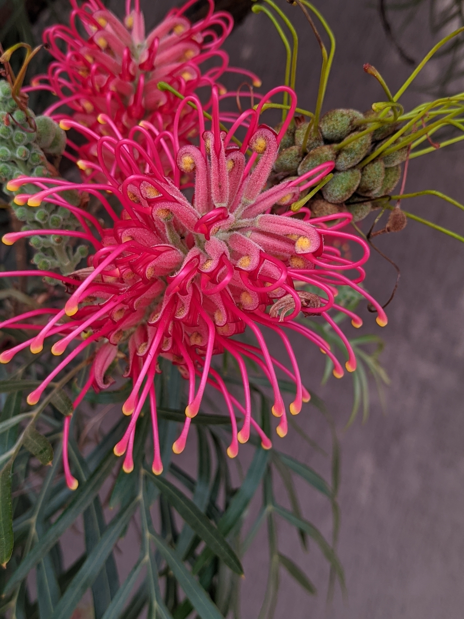 Grevillea banksii