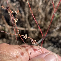 Eriogonum gracile