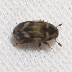 Hylesinus aculeatus