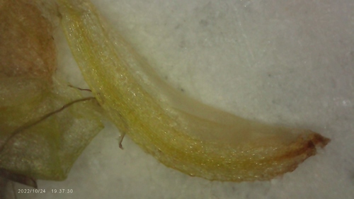 Image of Xyris curtissii by no rights reserved