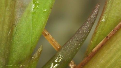 Image of Xyris curtissii by no rights reserved