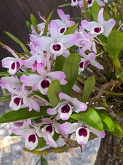 Dendrobium nobile