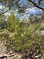 Acacia ligulata