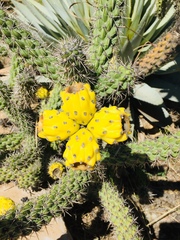Cylindropuntia imbricata