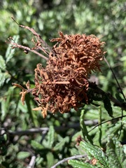 Asphondylia ceanothi