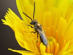 Lasioglossum zephyrus
