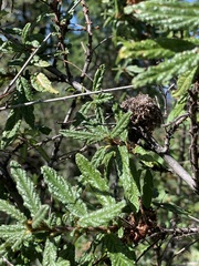 Asphondylia ceanothi