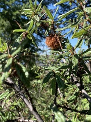 Asphondylia ceanothi