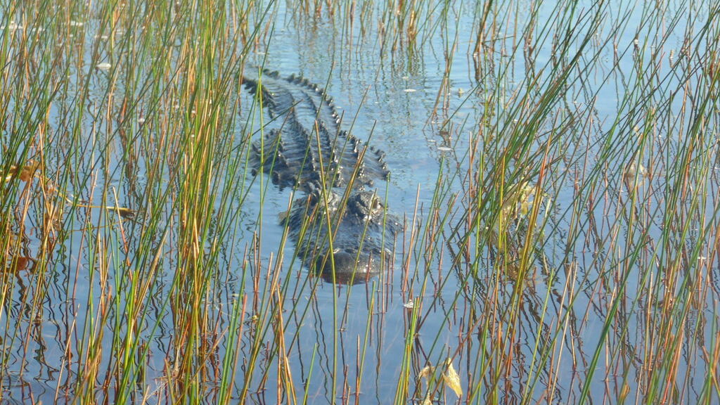 American Alligator From Broward County, Fl, Usa On April 10, 2022 At 06 