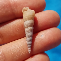 Turritellinella tricarinata