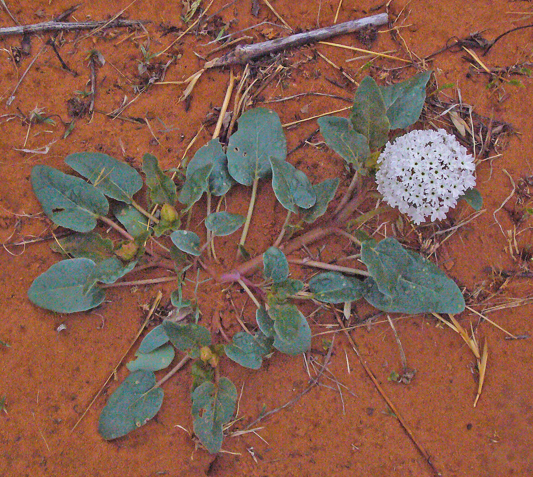 Abronia fragrans