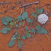 Bola de Nieve de la Pradera - Photo (c) Jerry Oldenettel, algunos derechos reservados (CC BY-NC-SA)