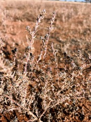 Dissocarpus paradoxus