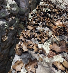 Lasallia pensylvanica