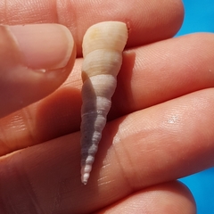 Turritellinella tricarinata