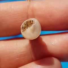 Turritellinella tricarinata