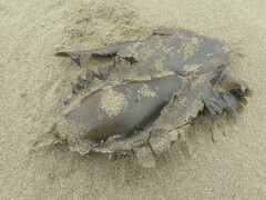 Callorhinchus milii