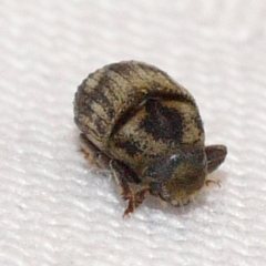 Hylesinus aculeatus