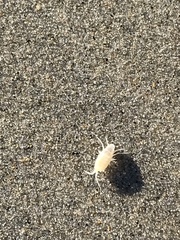 Megalorchestia corniculata