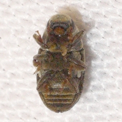 Hylesinus aculeatus