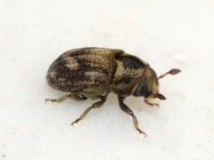 Hylesinus aculeatus