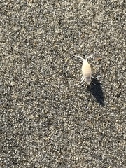 Megalorchestia corniculata