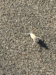 Megalorchestia corniculata