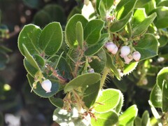 Arctostaphylos sensitiva
