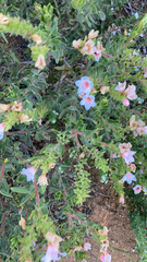 Lobostemon fruticosus