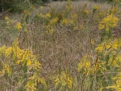 Dichanthium aristatum