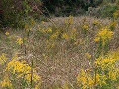 Dichanthium aristatum