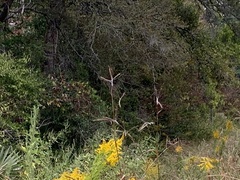 Dichanthium aristatum