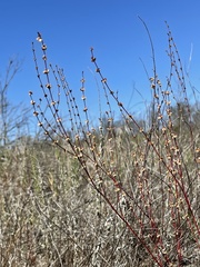 Eriogonum gracile
