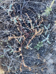 Eriogonum gracile