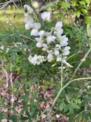Baptisia alba
