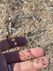 Eriogonum gracile