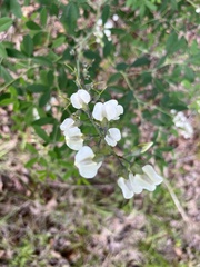 Baptisia alba