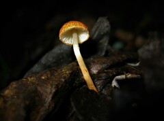 Lepiota castanea