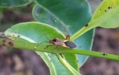 Hypselonotus interruptus