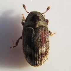 Hylesinus