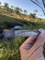 Andropogon brachystachyus