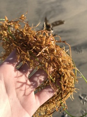 Sargassum horneri