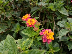 Lantana camara