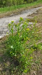 Barbarea vulgaris