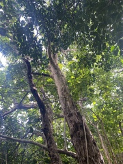 Dysoxylum spectabile