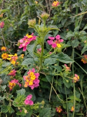 Lantana camara