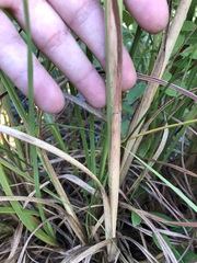 Andropogon brachystachyus